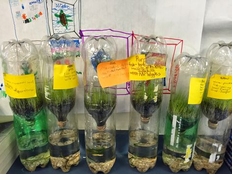 Bottle Ecosystem Project, Biome In A Bottle, Ecosystem Classroom Decorations, Biosphere Ecosystem, Biosphere Project, Self Sustaining Ecosystem, Plant Science Fair Projects, Ecosystem In A Bottle, Earth Science Experiments