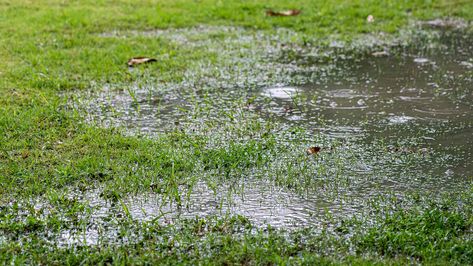 Water Pooling In Yard, Standing Water In Yard Solutions, Rain Garden Design, Water Puddle, Water Grass, Aerate Lawn, No Grass Backyard, Wet Spot, Lawn Service