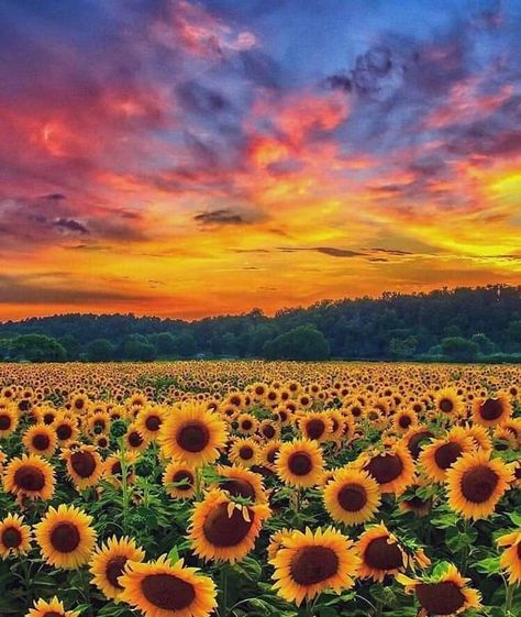 Sunflower Photography, Images D'art, Sunflower Pictures, Earth Pictures, Sunflower Garden, Image Nature, Sunflower Wallpaper, Sunflower Painting, Sunflower Fields