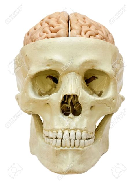 Model Of A Skull With Visible Brain, Isolated On White Background ... Skull With Brain, Human Skeleton Anatomy, Brain Drawing, Skeleton Anatomy, Human Skeleton, Bust Sculpture, Human Skull, A Skull, Back Pieces