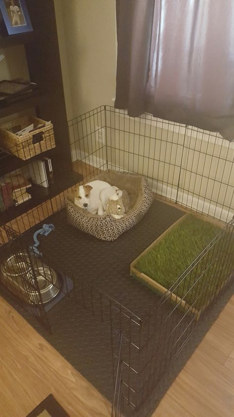 Puppy Zone Ideas, Puppy Apartment Ideas, Puppy Area Indoor Apartment, Puppy Pen Ideas Indoor Small Space, Puppy Play Pen Ideas, Puppy Play Pen Setup, Diy Puppy Pen, Puppy Room Ideas Spaces, Puppy Corner Ideas