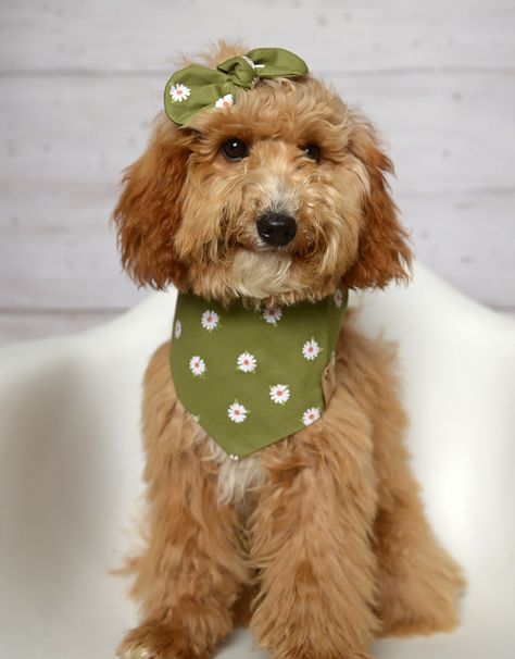 Unique, stylish and one of a kind! Material:  high quality 100% cotton material. To personalize this bandana and add a name click here: https://www.etsy.com/listing/803495518/custom-add-on-personalization-for-dog?ref=shop_home_feat_3 PLEASE NOTE: If your pet falls between two sizes we advise ordering the larger of the two sizes. If you have any questions sent us a message Care Instructions: Hand wash, lay flat to air dry.  For personalized bandanas iron on reverse side. Colors may very slightly from what is showing on your phone or monitor.  Since this is a handmade item, design placement does vary on each item. Please monitor your pet while wearing their PawndanaNY products.  PawndanaNY is not responsible for any damage caused to the pet or human due to misuse. Connect with us: We love to Dog Bandanas, Cocker Spaniel Dog, Dog Facts, Dog Cookies, Cat Bandana, Bandanas, Dog Wedding, Pet Neckwear, Dog Bandana