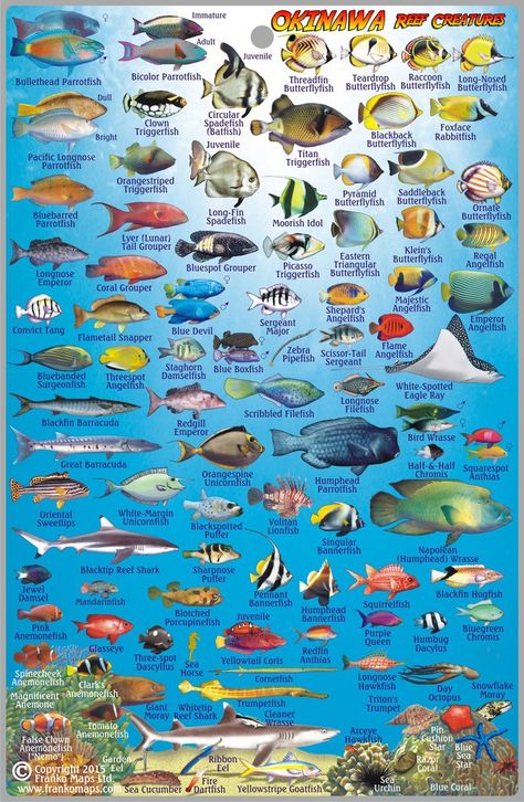 Okinawa Dive Guide & Fish ID Fish Chart, Saltwater Aquarium Fish, Fauna Marina, Reef Fish, Salt Water Fishing, Salt Water Fish, Fishing Cards, Types Of Fish, Angel Fish