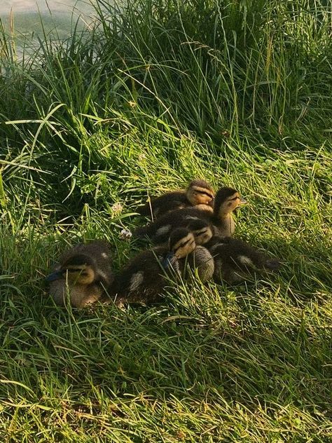 Duckling Aesthetic, Summer Nature Aesthetic, Homestead Aesthetic, Cottagecore Green, Lake Summer, Forest Core, Noah Kahan, Farm Lifestyle, Green Cute