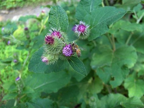 Growing Burdock: The Complete Guide to Plant, Grow and Harvest Burdock Burdock Benefits, Burdock Plant, Herbs Benefits, Arctium Lappa, Plant Bugs, Victory Garden, Burdock Root, Wild Edibles, Garden Guide