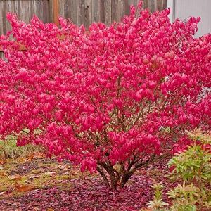 Euonymus alatus 'Compactus' (Burning Bush) Burning Bush Shrub, Euonymus Alatus Compactus, Spindle Tree, Euonymus Alatus, Bush Plant, Gardening Inspiration, Burning Bush, Planting Shrubs, Garden Shrubs