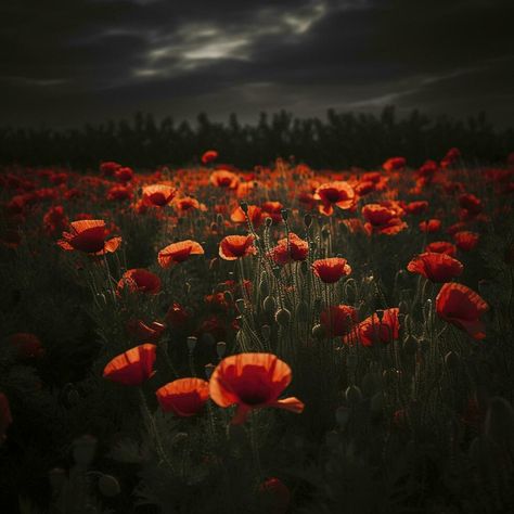 Dramatic Poppy flowers field. Anzac day banner. Remember for Anzac, Historic war memory. Anzac background. Poppy field, Remembrance day. , generate ai November Wallpaper, Flowers Field, Remember Day, Remembrance Sunday, Armistice Day, Poppy Flowers, Wedding People, Anzac Day, Poppy Field