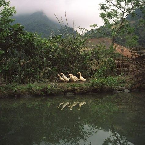 themes - landside - Wattpad Riverbank Aesthetic, Duckling Aesthetic, Runner Ducks, Canada Geese, Rustic Backyard, Small Pond, Farm Photography, Ugly Duckling, Small Farm