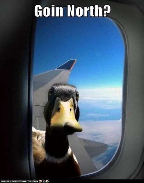 Mind If I Hitch a Ride? Comics Strips, Fear Of Flying, Duck Duck, A Duck, 웃긴 사진, Funny Animal Pictures, Animal Photo, 귀여운 동물, Animal Memes