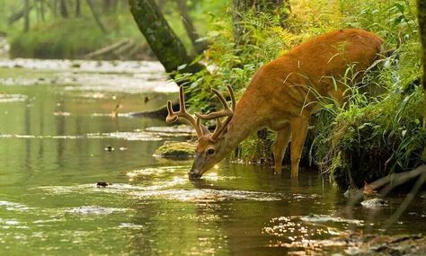 Stag drinking from a river Pond Life, A Deer, Oh Deer, Walk In The Woods, Woodland Creatures, Country Life, In The Woods, Beautiful Creatures, Animal Kingdom