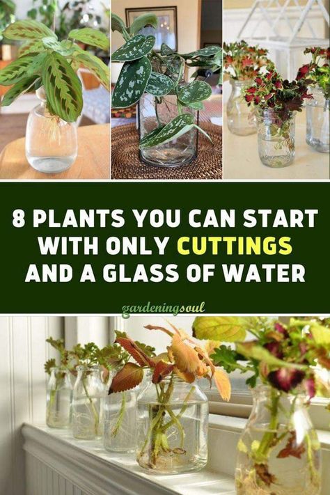 Indoor Plant Hacks, Water Plants Indoor, Plants Grown In Water, Plant In Glass, Plants In Jars, Indoor Water Garden, Plants In Bottles, Plant Maintenance, Plant Clips