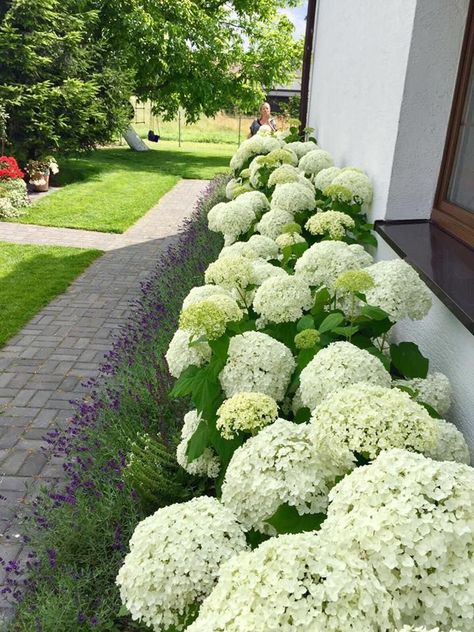 Feb 26, 2018 - Lavender and Annabel #landscapingbackyardideas Hydrangea Landscaping, Cheap Landscaping Ideas, House Florida, Front Gardens, White Hydrangeas, Hydrangea Garden, Front Landscaping, Have Inspiration, Front Yard Garden