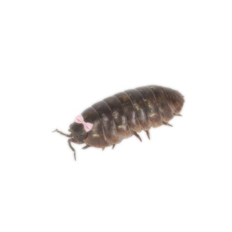 Pill Bug Aesthetic, Bug Girl Aesthetic, Pill Millipede, Bug Pfp, Cute Isopod, Isopod Art, Bug Oc, Bug Core, Creepy Bugs