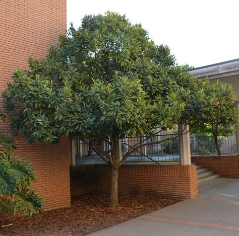 Ilex latifolia / Luster-Leaf Holly Ilex Latifolia, Four Season, Garden Trees, A Tree, Four Seasons, New England, Landscaping, The Selection, England