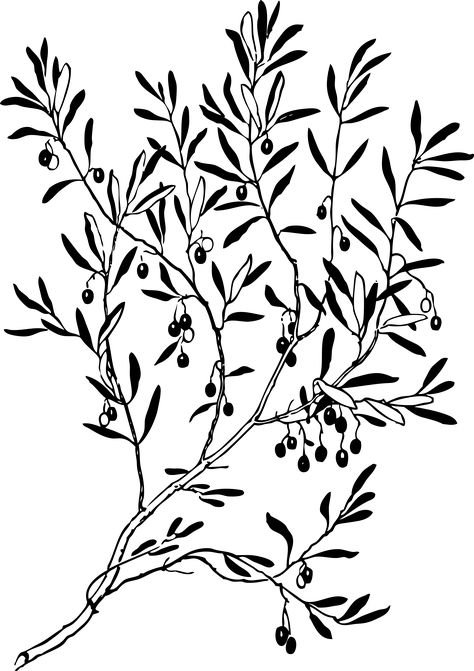 olive branch 1 black white line art coloring book ... - ClipArt Best - ClipArt Best Olive Tree Tattoos, Tree Branch Tattoo, Fairy Tree Houses, Branch Tattoo, Folk Painting, Vine Tattoos, Tree Clipart, Tattoo Stencil Outline, Leaf Drawing