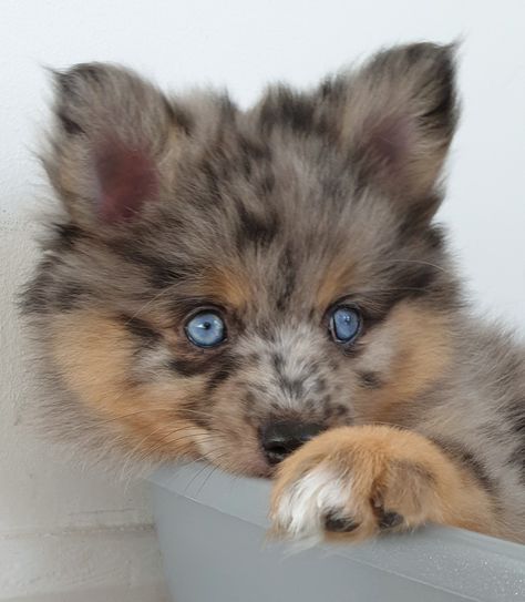 Pomsky Full Grown, Blue Eyed Dog, Husky Mixed With Pomeranian, Merle Pomeranian, Baby Huskies With Blue Eyes, White Husky With Blue Eyes, Husky Two Colored Eyes, Baby Corgi, Thunder Storm