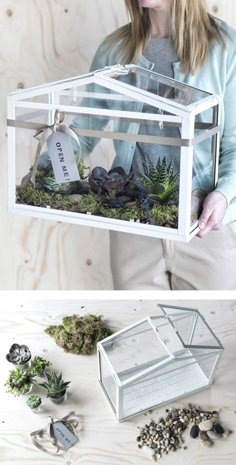 A woman carries an IKEA SOCKER greenhouse filled with moss and succulents. Ikea Socker, Cactus Terrarium, Glass Bookcase, Diy Greenhouse Plans, Indoor Greenhouse, Terrarium Ideas, Backyard Greenhouse, Greenhouse Plans, Mini Greenhouse