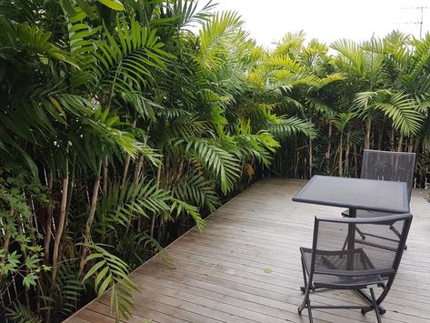 Bamboo Hedge Privacy Screens, Bamboo Palm Outdoor, Bamboo Courtyard, Bamboo Screen Garden, Subtropical Garden, Privacy Screen Ideas, Bamboo Hedge, Bamboo Landscape, Small Tropical Gardens