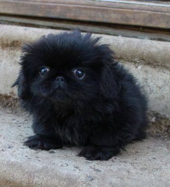 This adorable little fluffball is a Pekingese puppy - Pekingese Puppy, Pekingese Puppies, Fluffy Puppy, Fu Dog, Pekingese Dogs, Lion Dog, Puppy Photos, Search Bar, Cute Animal Pictures