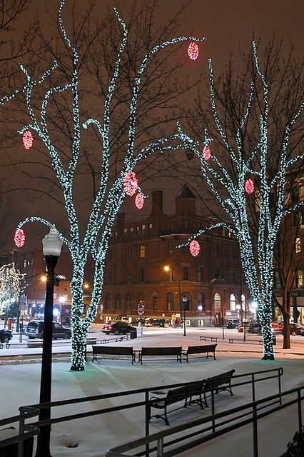 Holiday Lights, Tommy's Park, Portland, Maine | Flickr - Photo Sharing! Teal Lights, Camp Plans, Portland Winter, Maine Christmas, Maine Winter, Maine Summer, Winter Lights, York Maine, Maine Living