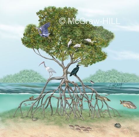 Mangrove Ecosystem, Biological Illustration, Mangrove Tree, Forest Drawing, Mangrove Swamp, Aquatic Ecosystem, Mangrove Forest, Beach Illustration, Aquascape Aquarium