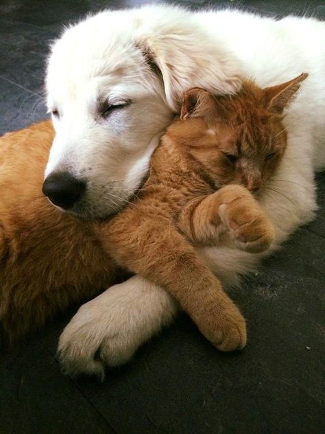 Unlikely Animal Friends, Animals Friendship, Dog And Cat, Golden Retrievers, Cute Cats And Dogs, Beautiful Cats, Training Tips, 귀여운 동물, Animals Friends