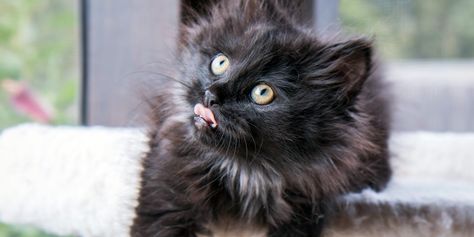 Stray Black Kitten Saved From Busy Road Falls Asleep on Drive To Foster Home | Daily Paws Long Haired Kittens, Stray Kitten, Busy Road, Tiny Cats, Adoption Stories, Foster Family, Fell Asleep, Black Kitten, In The Car