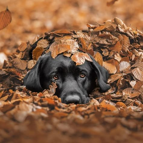 Dog Photography Creative, Fall Dog Photos, Pet Photography Poses, Dog Photoshoot Pet Photography, Dog Photography Poses, Animal Photoshoot, Foto Top, Dog Photoshoot, Fall Dog