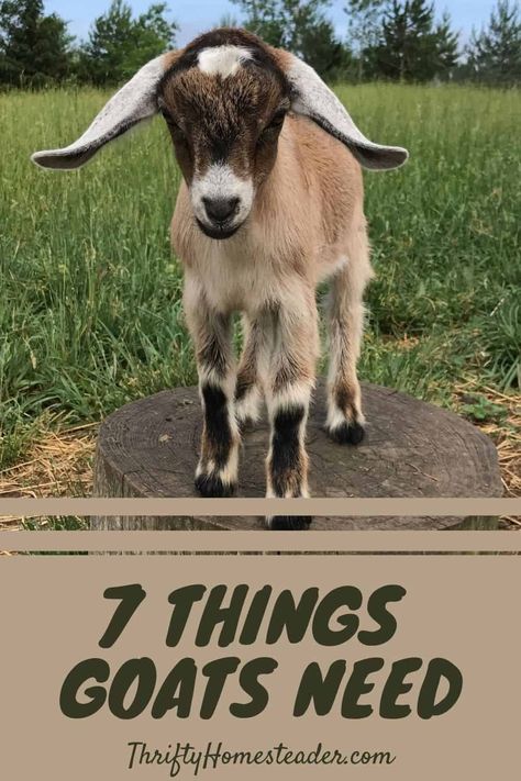 Homemade Goat Feeders, Goat Feeding Ideas, Toys For Goats To Play With, Goat Building Ideas, Quick Goat Shelter, Goat Watering System, How To Raise Goats, Raised Goat Bed, Cute Goat House Ideas