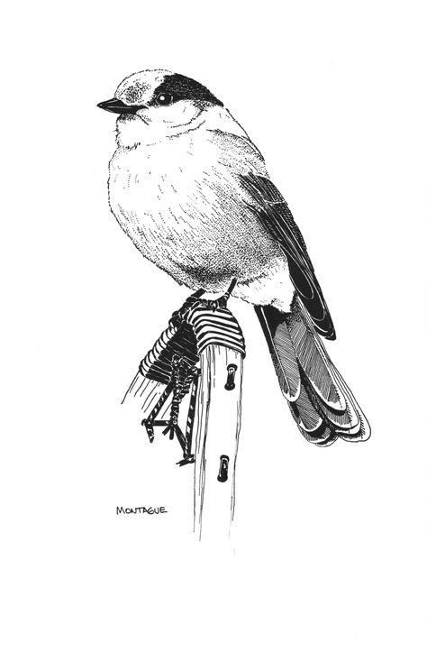 Whiskey Jack Bird Tattoo, Whiskey Jack Bird, Gray Jay, Jack Tattoo, Pen Art Drawings, Birds Tattoo, Bird Drawings, Pen Art, Letterpress Printing