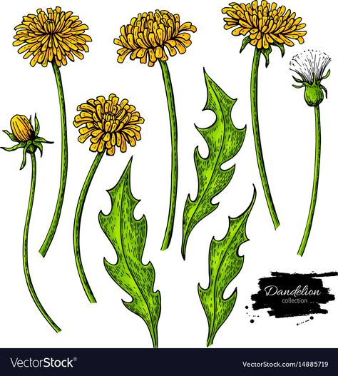 Dandelion Drawing, Dandelion Tattoo, Flower Drawing Tutorials, Owl Tattoo Design, Flower Vector, Dandelion Flower, 수채화 그림, Artistic Style, Wild Plants