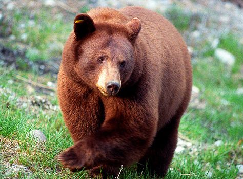 Cinnamon Brown British Columbia,Canada, Cinnamon Bear, Cinnamon Bears, Bear Photo, Fall City, Maligne Lake, Forest And Wildlife, Bear Animal, Cinnamon Brown, Bear Photos