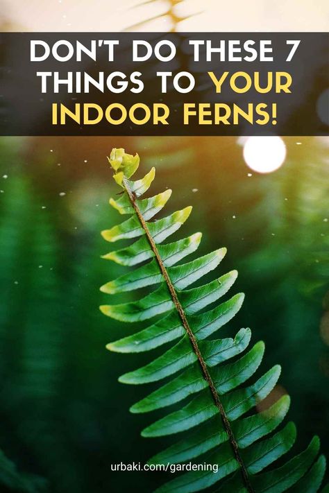 7 things you should avoid doing to your Ferns if you want them to thrive! 1. Should I over-water my ferns? Do not let Ferns sit in water, although they do require frequent watering. 2. Should I put my fern in direct sunlight? Don't put your Fern in direct sunlight. 3. Can my indoor fern live in the dark? Don't leave your Fern in complete darkness. 4. What kind of soil should I use for my indoor fern? Don't use old soil when considering what kind of soil to use. Opt for nutrient-rich soil... Boston Fern Indoor, Macho Fern, Water Ferns, Button Fern, Indoor Ferns, Hanging Ferns, Solar Power Diy, Self Watering Pots, Plant Information