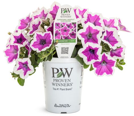 Petunia Care, White Pink Flowers, Petunia Plant, Potted Flowers, Patio Pots, Proven Winners, How To Attract Hummingbirds, How To Grow Taller, Low Maintenance Plants