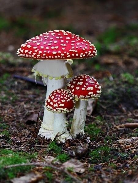 Fly Agaric Mushroom, Mushroom Pictures, Amanita Muscaria, Fly Agaric, Plant Fungus, Mushroom Fungi, Foto Tips, Airbrush Art, Mushroom Art