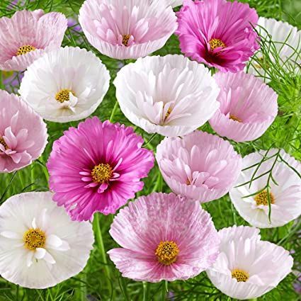 Outsidepride Cosmos Bipannutus Cupcakes Blush Garden Flower Seed Mix - 50 Seeds Cosmos Bipinnatus, Gardening Seeds, Cupcake Mix, Asian Garden, Cut Flower Garden, Organic Seeds, Garden Living, Tall Plants, Herb Seeds