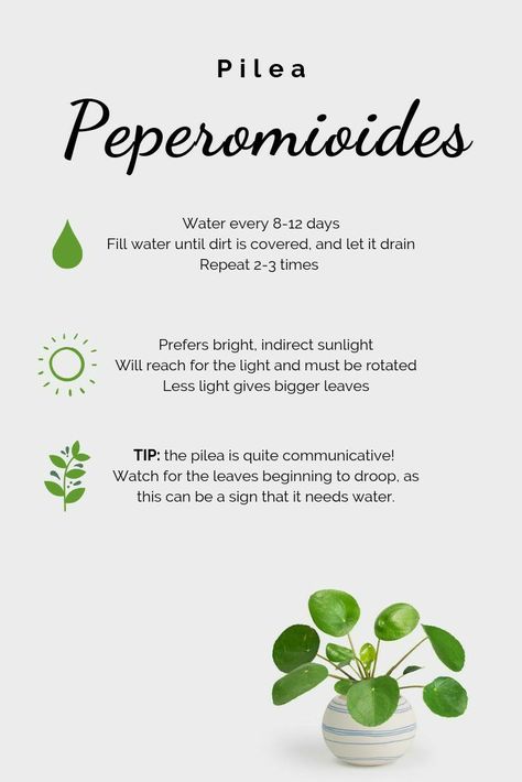 Pilea Peperomioides Care, Pilea Plant Care, Peperomia Plant Care, Pilea Plant, Indoor Plant Care Guide, Plant Care Guide, Peperomia Plant, Plant Mama, Pilea Peperomioides