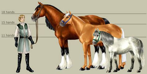 Measuring a horse Mounting A Horse, Minecraft Horse, Horse Breeding, Horse Markings, Human Scale, Different Types Of Animals, American Paint Horse, Horse Anatomy, Horse Sign