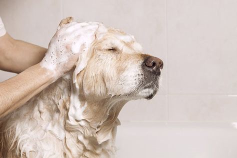 dog taking bath with shampoo Flea Shampoo For Dogs, Home Remedies For Fleas, Mobile Pet Grooming, Flea Remedies, Best Dog Shampoo, Oatmeal Dog Shampoo, Flea Shampoo, Dog Wash, Pet Shampoo