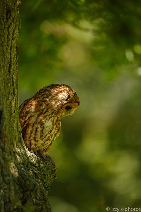 Autumn Green, Tawny Owl, Hoot Owl, Beautiful Owl, Owl Bird, Walk In The Woods, Owl Art, Barn Owl, Cute Owl