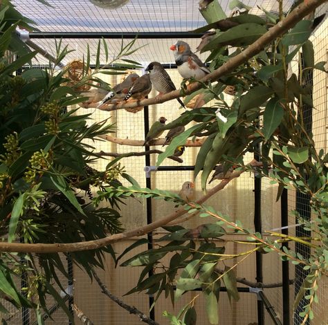 My finches look like they're in paradise after adding all the fresh branches after my walk in the hills :) Parakeet Enclosure, Pigeon Aviary, Aviary Ideas, Finch Cage, Bird Room, Diy Bird Cage, Sugar Glider Cage, Diy Bird Toys, Parakeet Cage