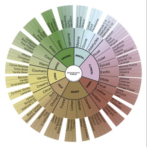 Anatomy of a Perfume & Scent Families | ascentaday Scent Families, Fragrance Wheel, Fragrance Tips, Essential Oil Perfumes Recipes, Homemade Perfume, Fragrance Lab, Perfume Recipes, Diy Perfume, Fragrances Perfume Woman