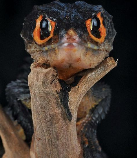 Red Eyed Skink, Red Eyed Crocodile Skink, Cute Animal Pics, Crocodile Skink, Reptile Room, Cute Dragon, Pet Dragon, Cute Reptiles, Pet Animals