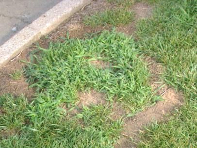 gby1413_crabgrass Fall Lawn Care, Clumping Bamboo, Fall Lawn, Bamboo Seeds, Cow Manure, Lawn Care Tips, Bamboo Plant, Lush Lawn, Wayne County