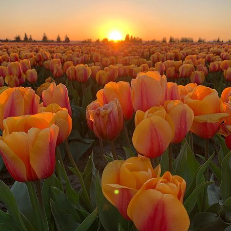 Flowers 🌸 on Twitter: "beautiful 😍😍… " Peace In The Valley, Best Friend Wallpaper, Orange Tulips, Tulips Garden, Friends Wallpaper, Tulip Fields, Yellow Tulips, Flower Boys, House Landscape