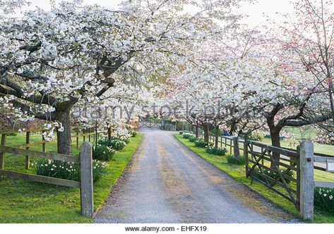 Cherry blossom avenue greets visitors, Prunus 'Shirotae'. Chiffchaffs, nr Bourton, Dorset, UK - Stock Image Driveway Entrance Landscaping, Farm Entrance, Tree Lined Driveway, Driveway Entrance, Driveway Landscaping, Tree Line, Country Gardening, Dream Garden, Driveway