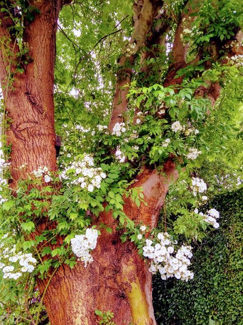 Allotment Garden, Corner Border, Rose Cuttings, Corner Borders, Allotment Gardening, East Riding Of Yorkshire, Ash Tree, Climbing, Ash