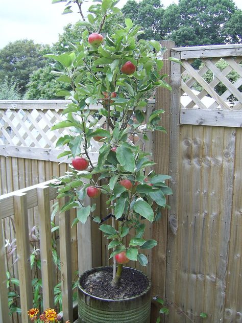 Balcony Garden - boards.ie Tree In Container, Miniature Fruit Trees, Fruit Trees Backyard, Fruit Trees In Containers, Potted Fruit Trees, Patio Fruit Trees, Fruit Tree Garden, Fruit Bushes, Patio Trees