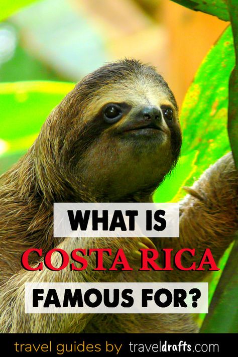 What is Costa Rica Famous for? – travel drafts Animal Slaughter, Ashtanga Vinyasa Yoga, Visit Costa Rica, Things To, A Sloth, Costa Rica Vacation, Puntarenas, Yoga Iyengar, Central America Travel