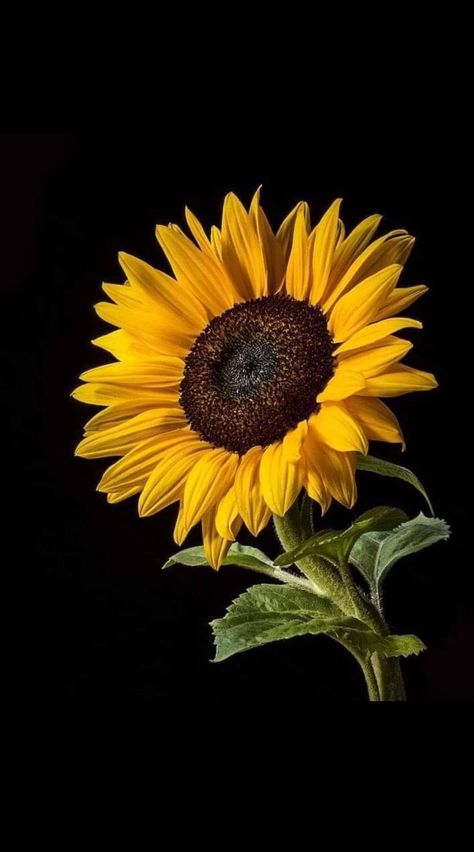 Sunflower Macro Photography, Scary Flowers, Durgamma Photos, Floral Design Wallpaper, Lovely Background, Japanese Flower Tattoo, Beautiful Sunflowers, Sunflowers And Daisies, Sunflower Pictures